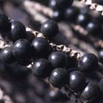 Acai Berry for weight loss