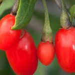 Goji berries