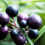 Maqui Berry for weight loss